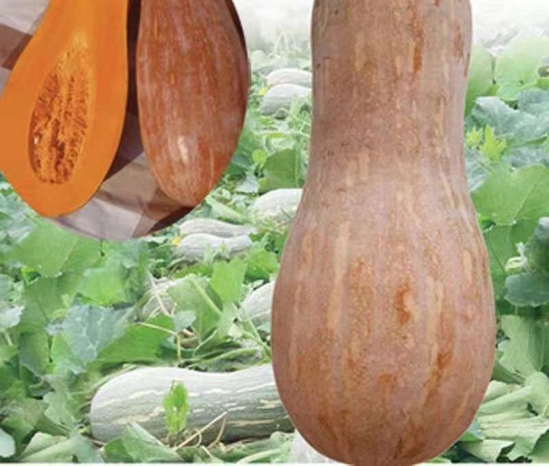 密冠南瓜种子早熟肉厚水分少生长速度快长势强产量高品质优