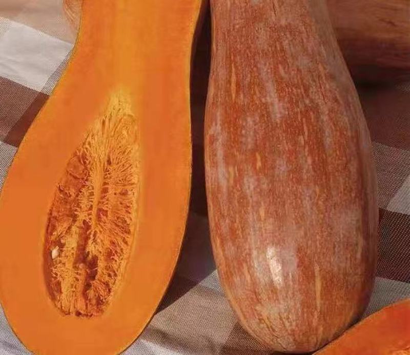 密冠南瓜种子早熟肉厚水分少生长速度快长势强产量高品质优