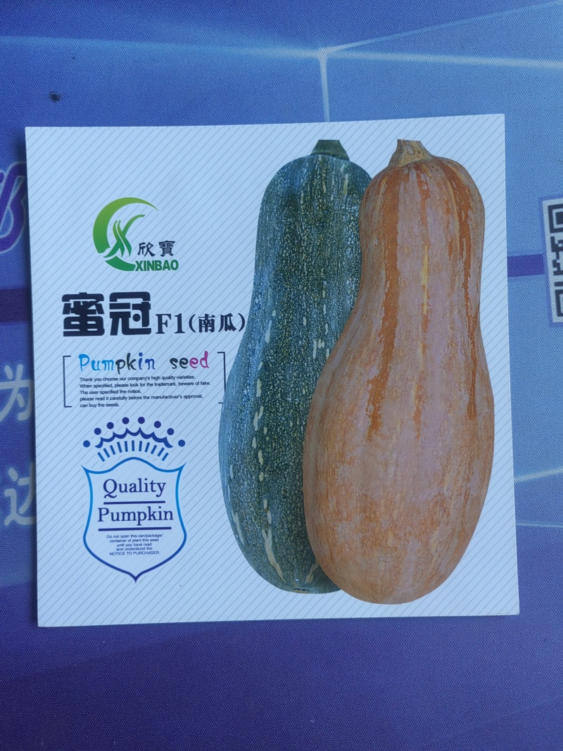 密冠南瓜种子早熟肉厚水分少生长速度快长势强产量高品质优
