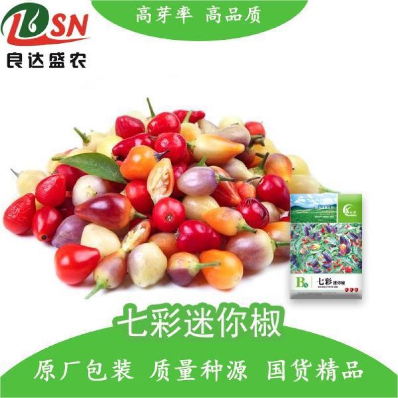 七彩迷你椒辣椒种子分支多可食用可观赏易种植好管理