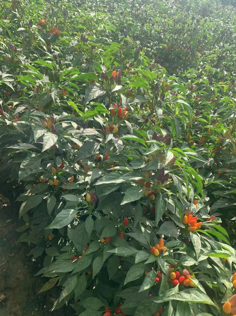 七彩迷你椒辣椒种子分支多可食用可观赏易种植好管理