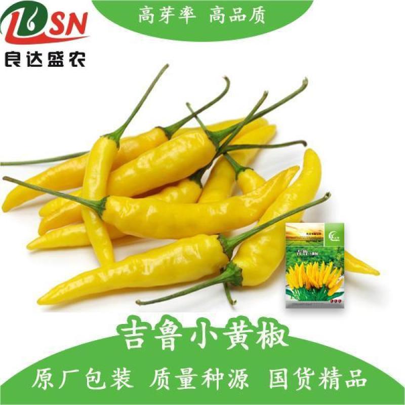 吉鲁小黄椒辣椒种子抗病抗重茬可连续坐果产量高易种植好管理