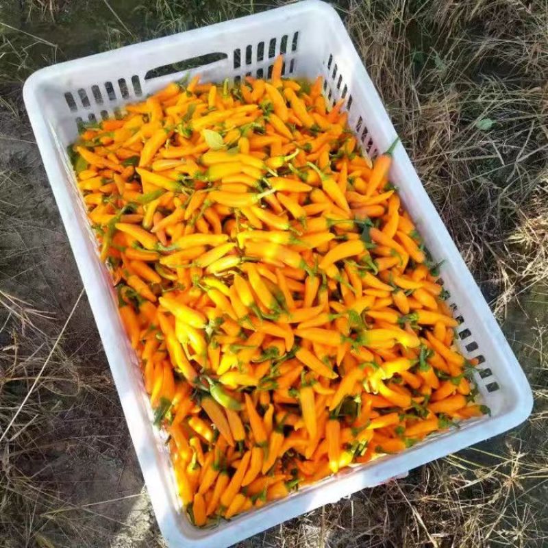 吉鲁小黄椒辣椒种子抗病抗重茬可连续坐果产量高易种植好管理