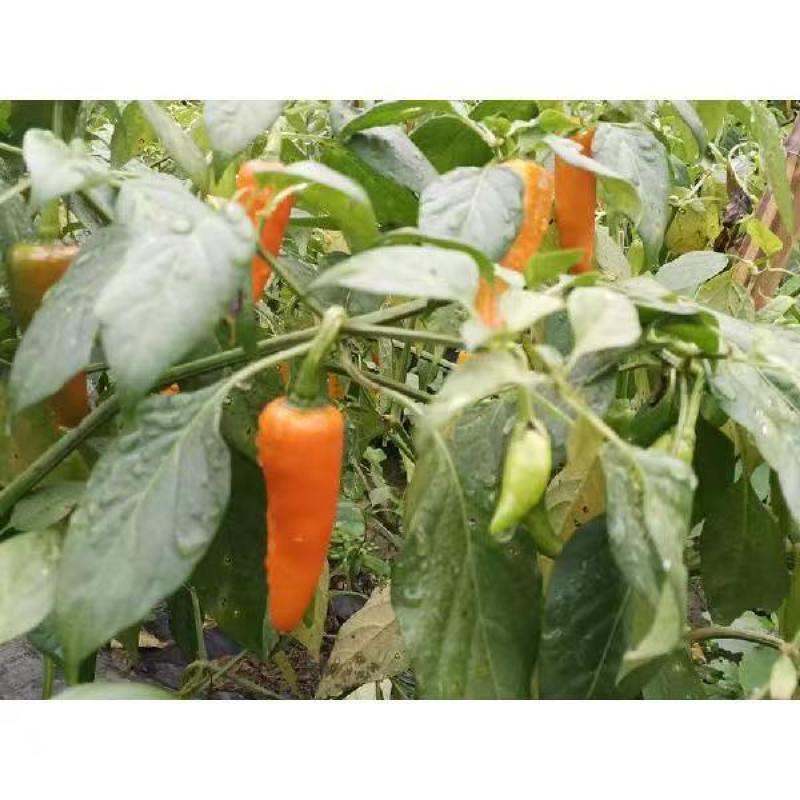 吉鲁小黄椒辣椒种子抗病抗重茬可连续坐果产量高易种植好管理
