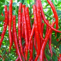 红霸天长辣椒种子耐热耐湿中早熟适应性广耐贮运产量高
