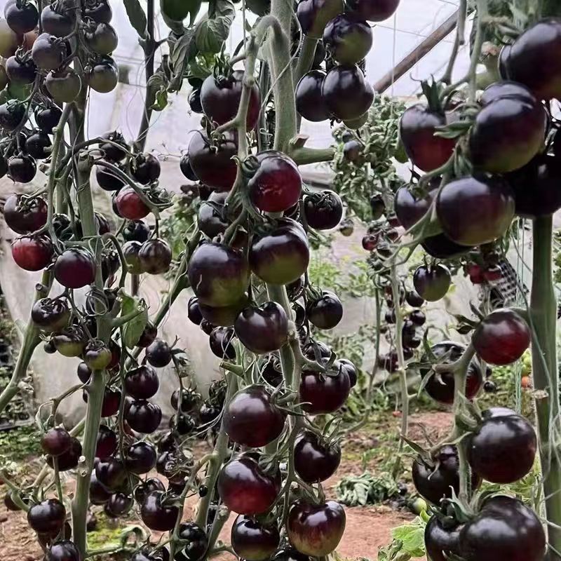 养生黑钻石水果番茄种子口感沙甜外形美观糖度高易种植好管理