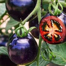 养生黑钻石水果番茄种子口感沙甜外形美观糖度高易种植好管理