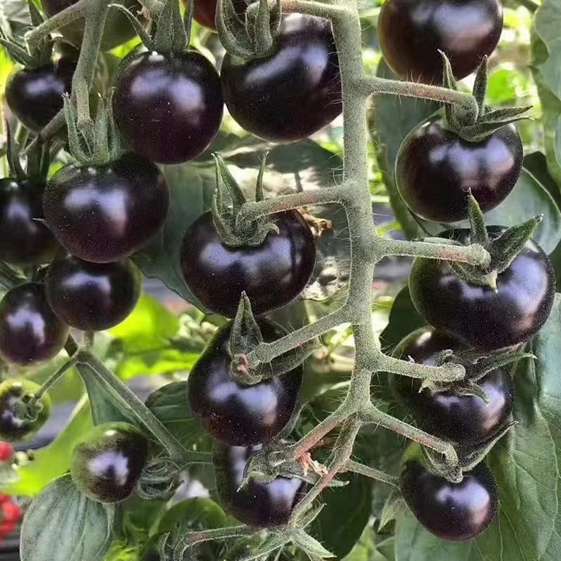 养生黑钻石水果番茄种子口感沙甜外形美观糖度高易种植好管理