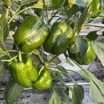 盛农甜椒辣椒种子中晚熟耐热抗病高产品质优良易种植好管理