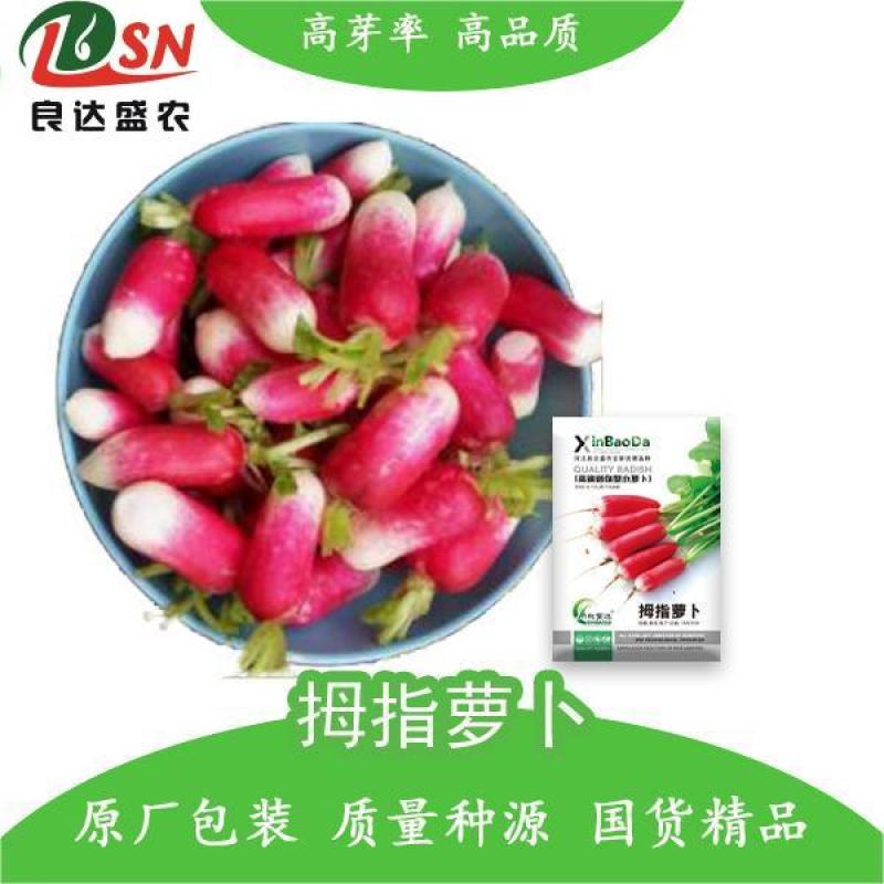 拇指萝卜种子早熟品种生长速度快皮薄质脆倒茬快口感好高产
