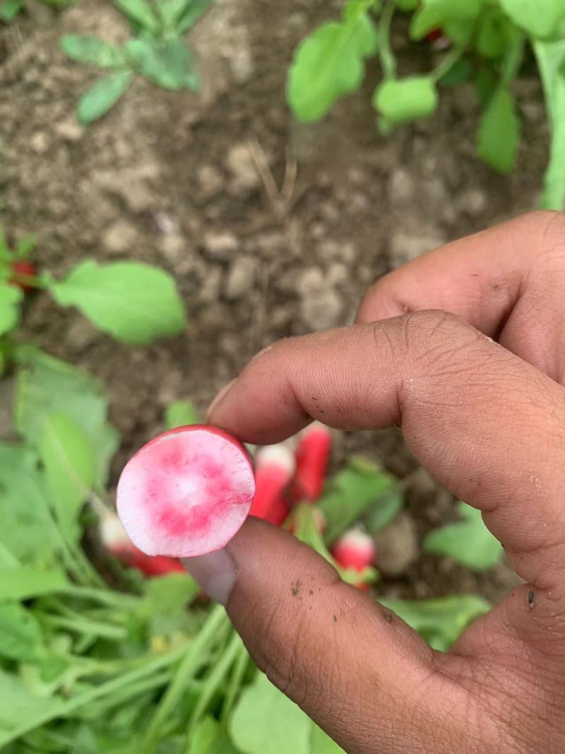 拇指萝卜种子早熟品种生长速度快皮薄质脆倒茬快口感好高产