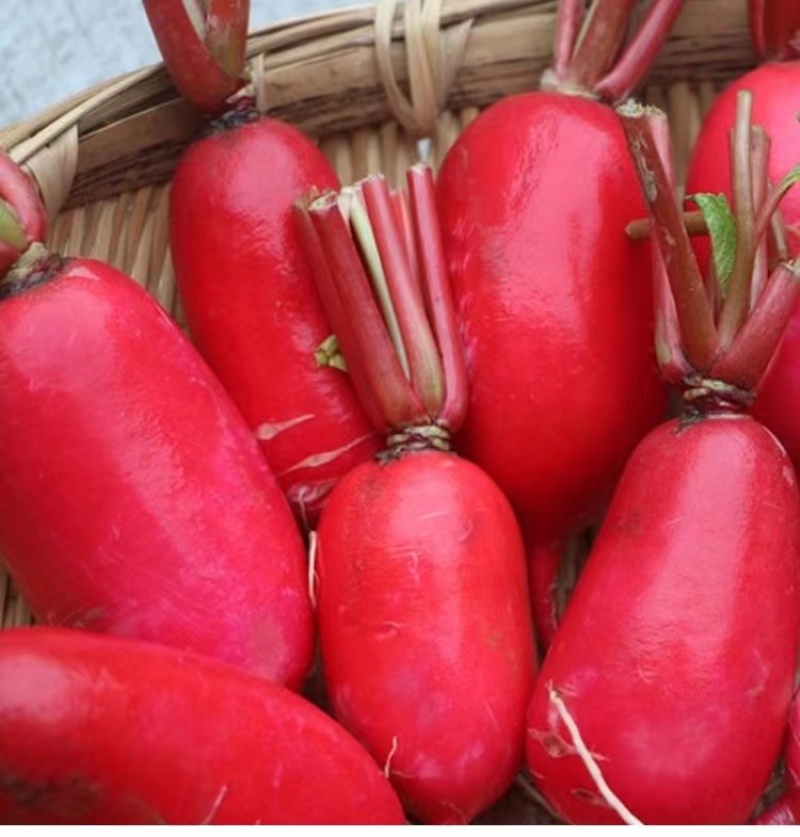 墨迪红玉萝卜种子生长速度快肉质嫩细脆大而不糠抗病耐寒高产
