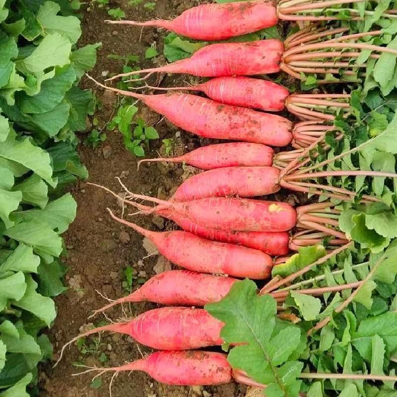 墨迪红玉萝卜种子生长速度快肉质嫩细脆大而不糠抗病耐寒高产