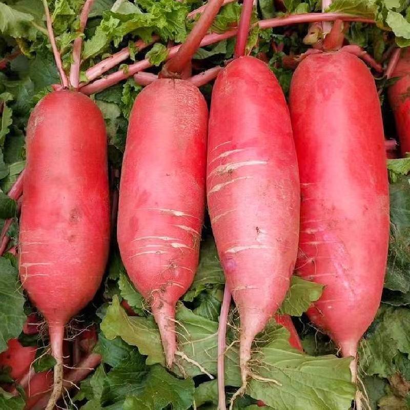 墨迪红玉萝卜种子生长速度快肉质嫩细脆大而不糠抗病耐寒高产