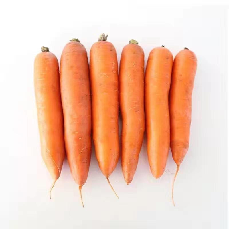 盛农红参808萝卜种子肉质细嫩不糠心品质优良易种植好管理