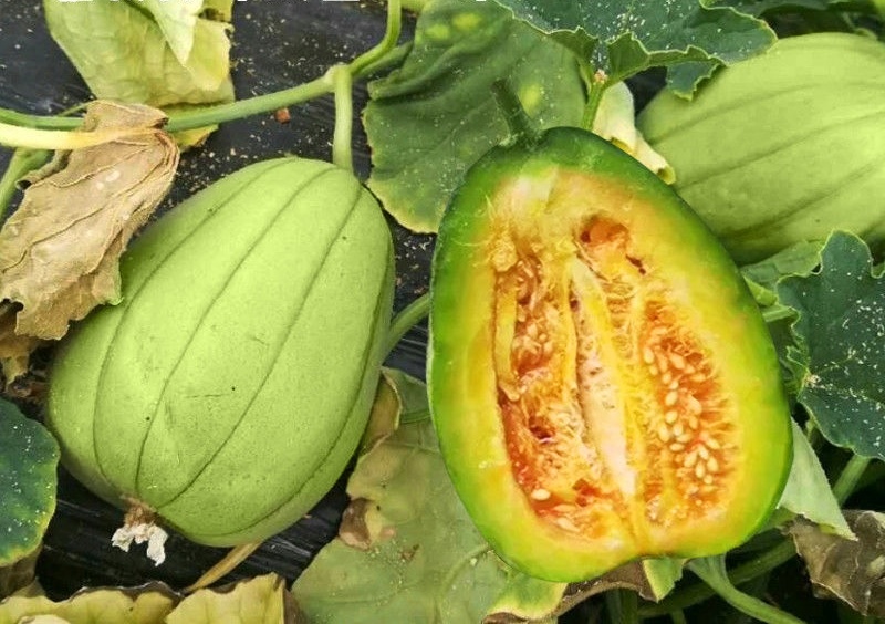 芝麻蜜甜瓜种子早熟抗病力强口感佳松脆香浓个个保甜品质优良