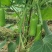 盛农短瓠子瓜种子早熟口感好商品性佳品质优良易种植好管理