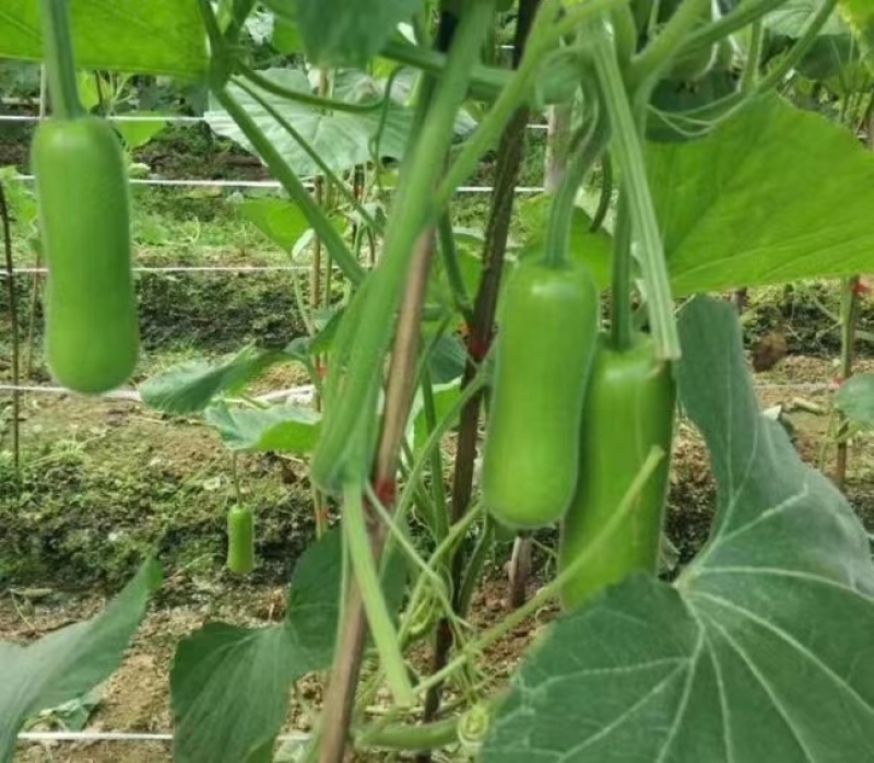 盛农短瓠子瓜种子早熟口感好商品性佳品质优良易种植好管理