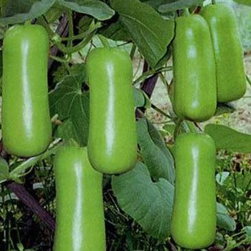 盛农短瓠子瓜种子早熟口感好商品性佳品质优良易种植好管理