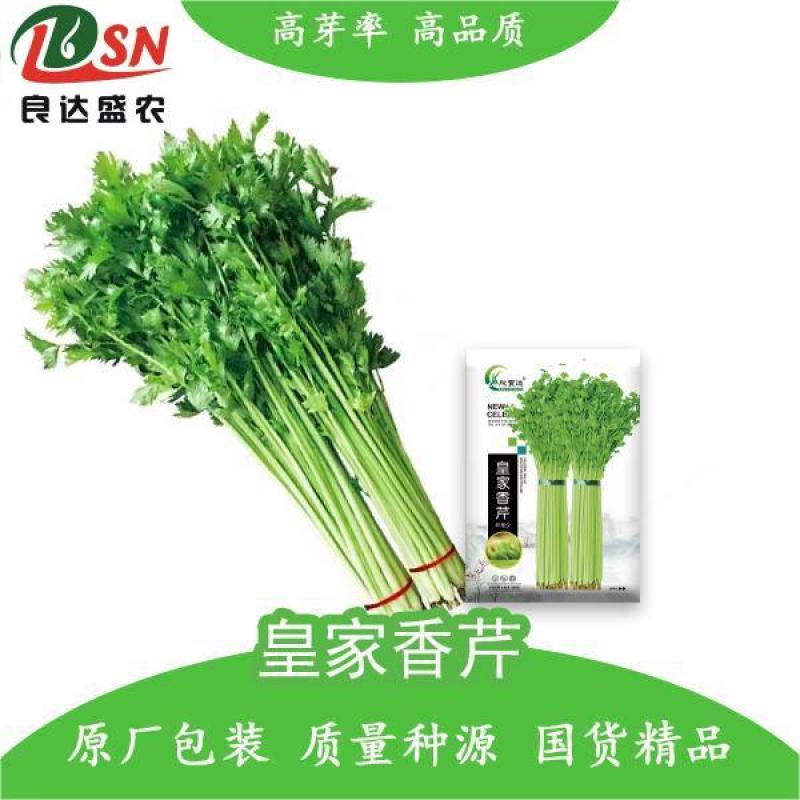 香芹芹菜种子生长旺盛叶片中等香味浓质地清脆口感好