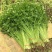 香芹芹菜种子生长旺盛叶片中等香味浓质地清脆口感好