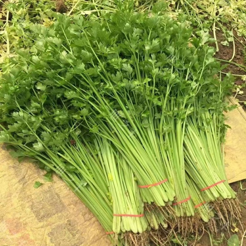 香芹芹菜种子生长旺盛叶片中等香味浓质地清脆口感好