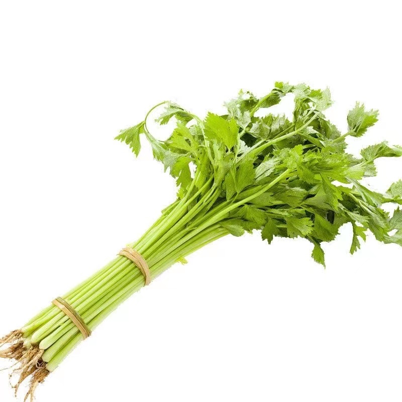 香芹芹菜种子生长旺盛叶片中等香味浓质地清脆口感好