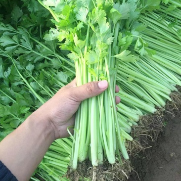 香芹芹菜种子生长旺盛叶片中等香味浓质地清脆口感好