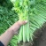 香芹芹菜种子生长旺盛叶片中等香味浓质地清脆口感好