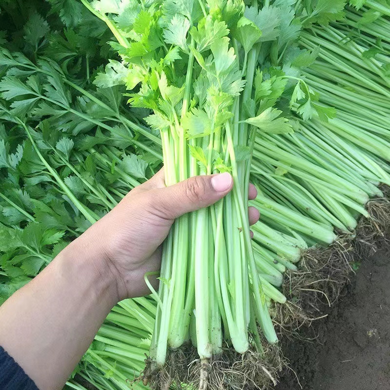 香芹芹菜种子生长旺盛叶片中等香味浓质地清脆口感好