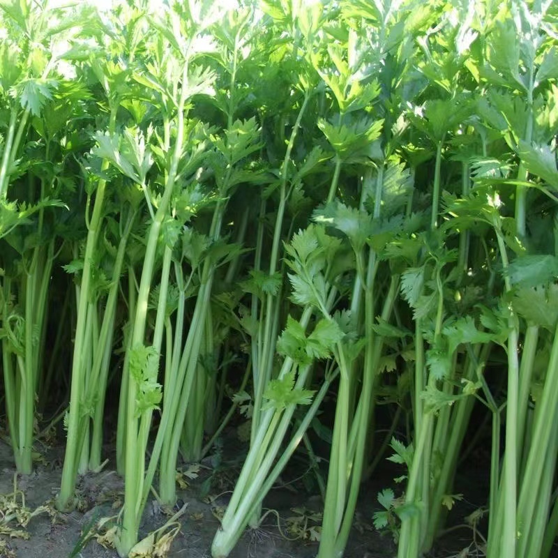香芹芹菜种子生长旺盛叶片中等香味浓质地清脆口感好