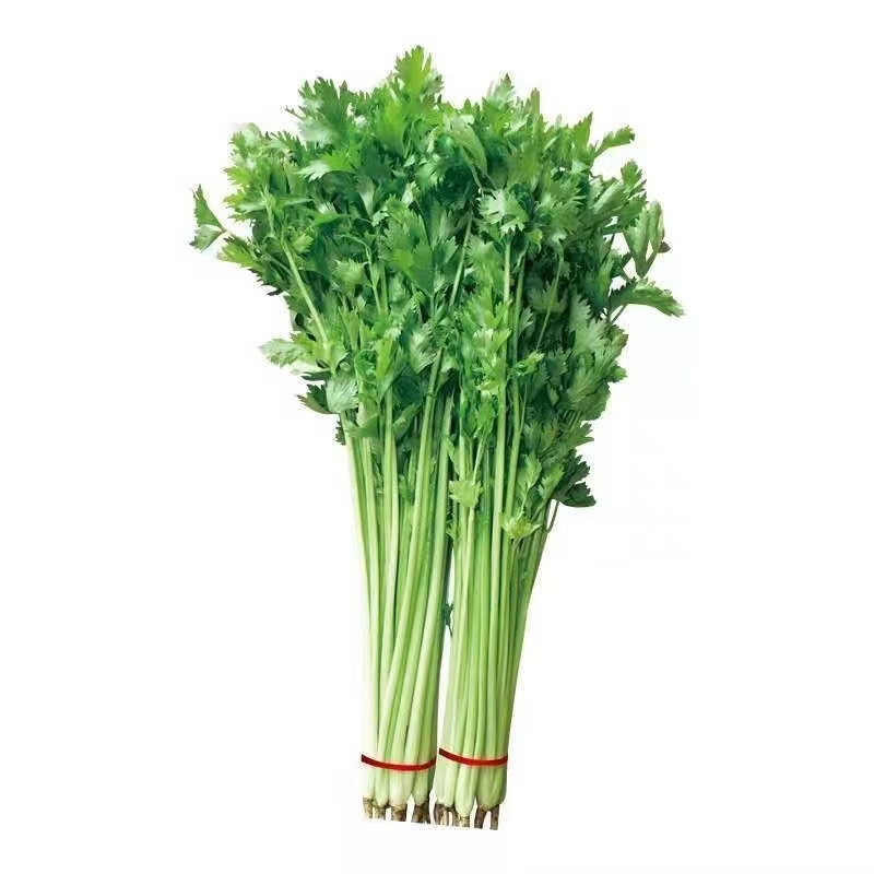 香芹芹菜种子生长旺盛叶片中等香味浓质地清脆口感好