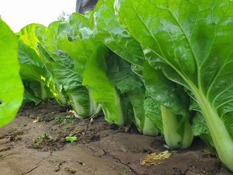 盛夏快菜种子叶片肥大厚嫩生长速度快耐热耐湿生长势强易种植