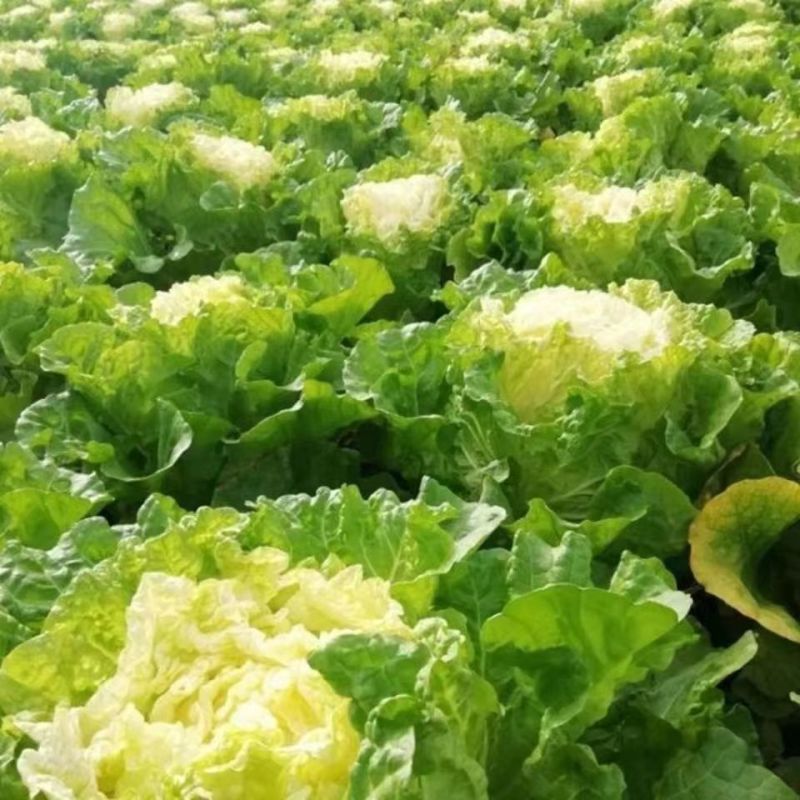 小杂56白菜种子早熟耐热适应性广泛优质品种易种植好管理
