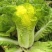 小杂56白菜种子早熟耐热适应性广泛优质品种易种植好管理
