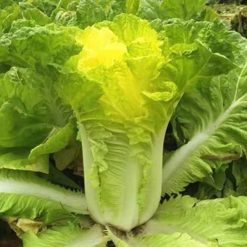 小杂56白菜种子早熟耐热适应性广泛优质品种易种植好管理