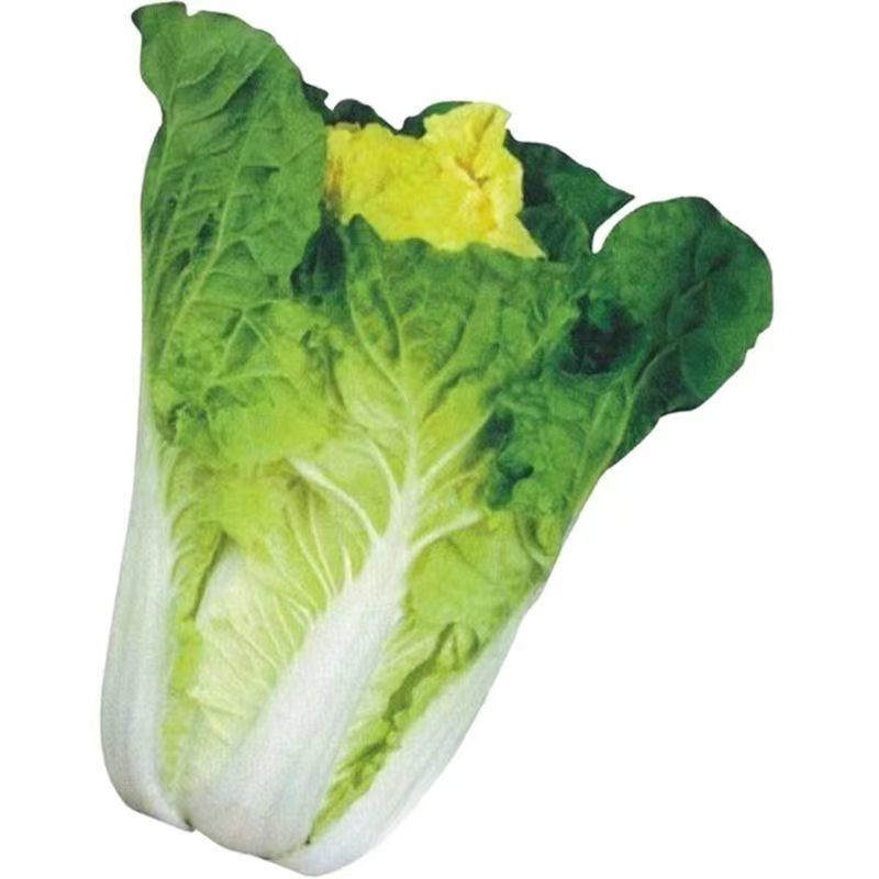 小杂56白菜种子早熟耐热适应性广泛优质品种易种植好管理