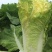 小杂56白菜种子早熟耐热适应性广泛优质品种易种植好管理