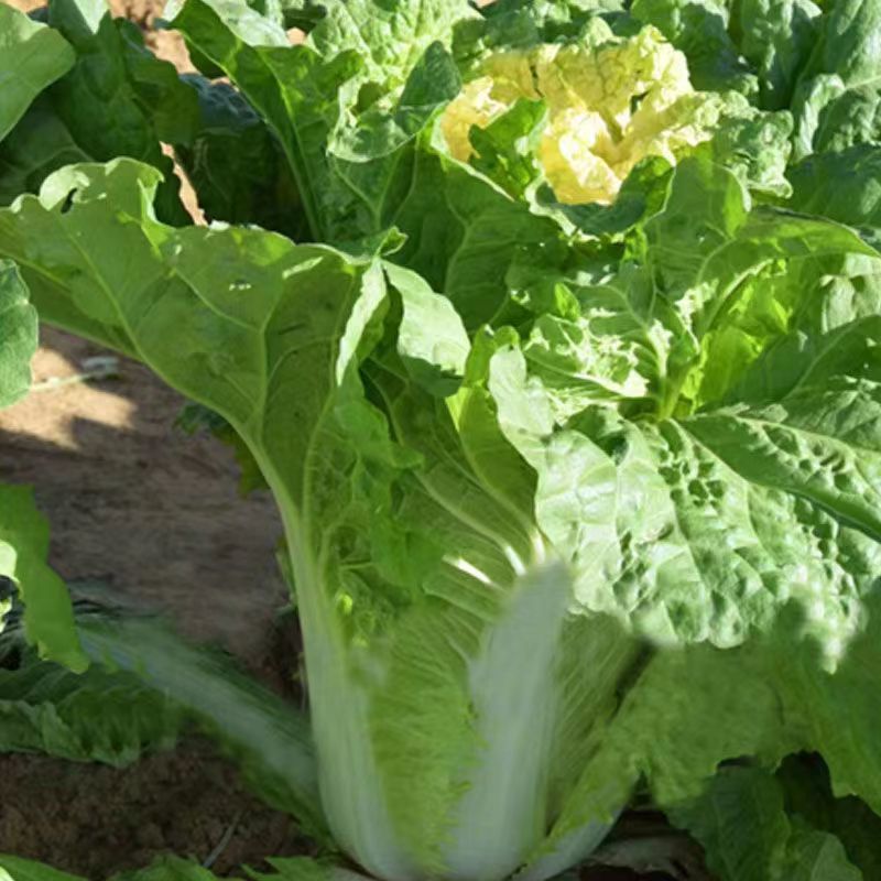 小杂56白菜种子早熟耐热适应性广泛优质品种易种植好管理