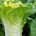 小杂56白菜种子早熟耐热适应性广泛优质品种易种植好管理