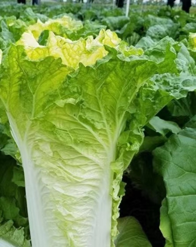 小杂56白菜种子早熟耐热适应性广泛优质品种易种植好管理