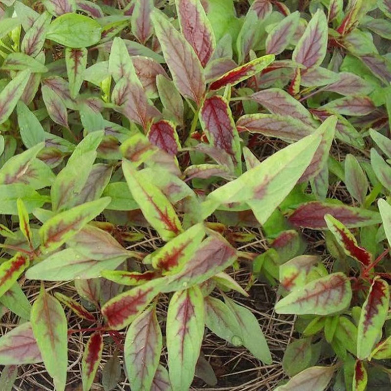 柳叶红苋菜种子早熟耐热耐旱适应性广质嫩品质好易种植好管理