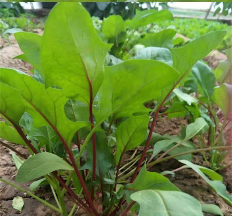 紫衣仙子菠菜种子叶片肥厚产量高质嫩口感佳品质优良易种植