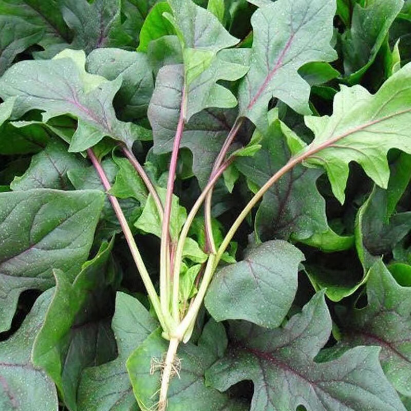 紫衣仙子菠菜种子叶片肥厚产量高质嫩口感佳品质优良易种植