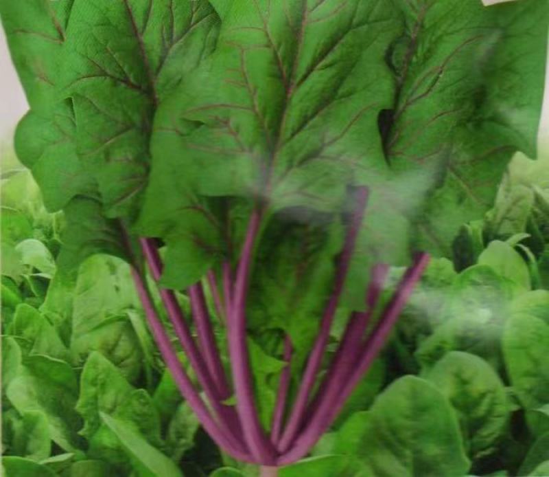紫衣仙子菠菜种子叶片肥厚产量高质嫩口感佳品质优良易种植