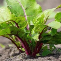 紫衣仙子菠菜种子叶片肥厚产量高质嫩口感佳品质优良易种植