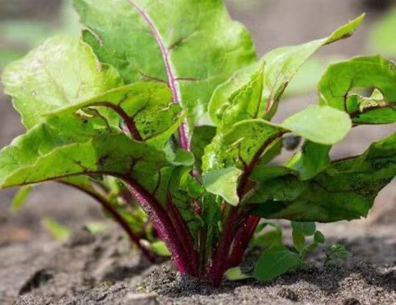紫衣仙子菠菜种子叶片肥厚产量高质嫩口感佳品质优良易种植