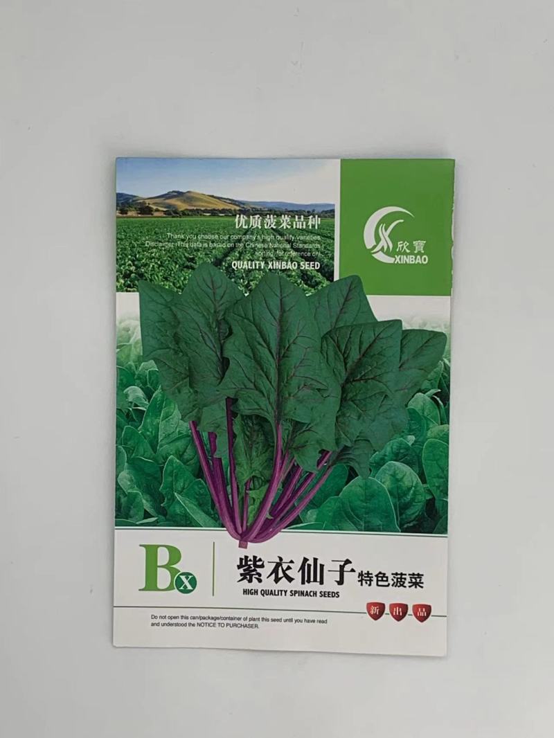 紫衣仙子菠菜种子叶片肥厚产量高质嫩口感佳品质优良易种植