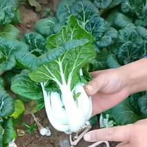 盛农奶白菜种子矮脚生纤维少高产稳定品质优良易种植好管理