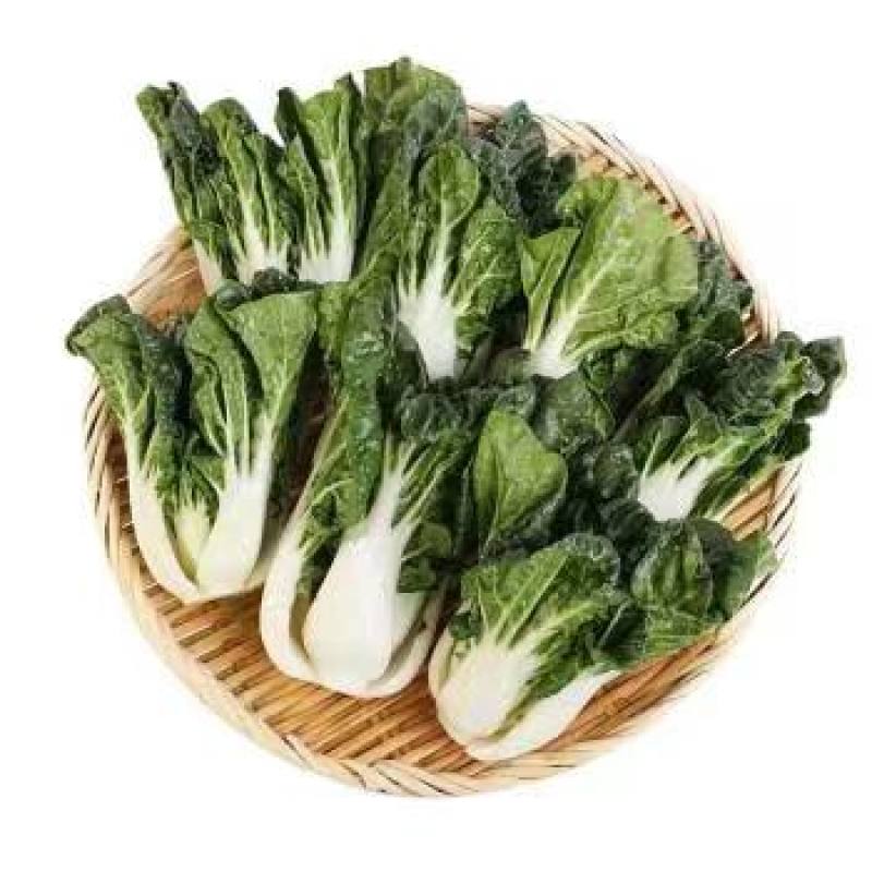 盛农奶白菜种子矮脚生纤维少高产稳定品质优良易种植好管理